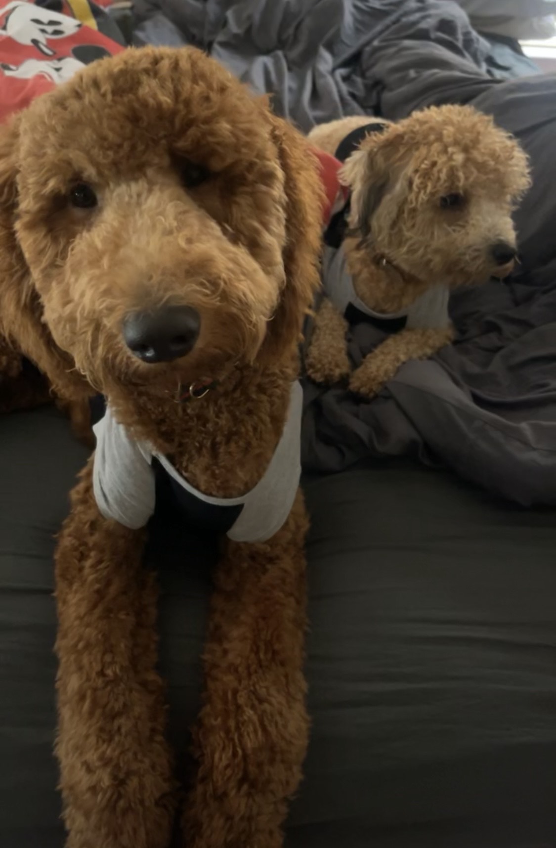Two of Diamond Stephens dogs
